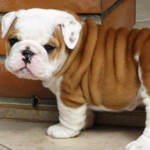 Meet your Posher, Viky